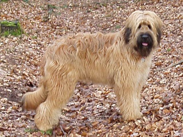 Briard fauve 2024